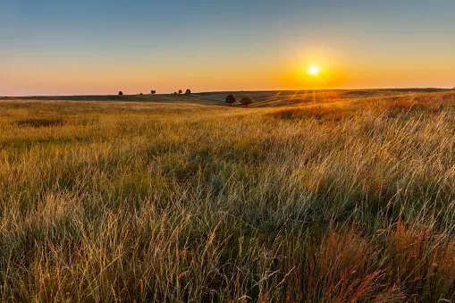 A vast field of lush grass at sunset